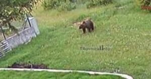 Upozorenje za sve posjetioce Vlašića: Kod vikendica viđen medvjed