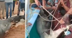 Morskog psa koji je ubio Rusa pretukli do smrti