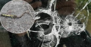 Razbijeni prozori i pucanje iz puške: Napadi na vjerski objekat i kuće Bošnjaka