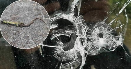 Razbijeni prozori i pucanje iz puške: Napadi na vjerski objekat i kuće Bošnjaka