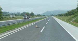 Ovce ležale na autoputu Sarajevo – Zenica