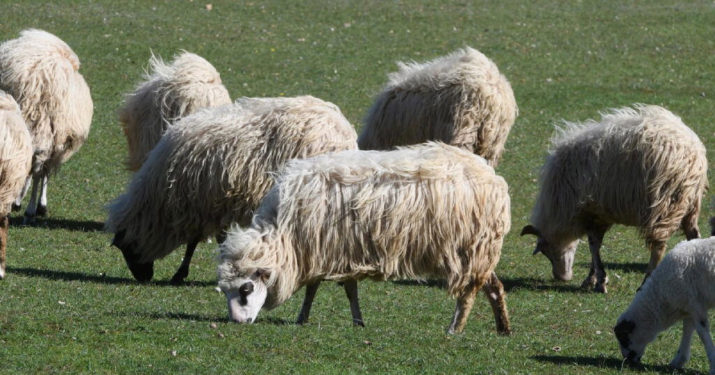 Dvojac ukrao jagnjad iz ograđenog voćnjaka. Stoka je pronađena