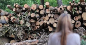 U FBiH zabilježeno značajno smanjenje proizvodnje i prodaje šumskih sortimenata