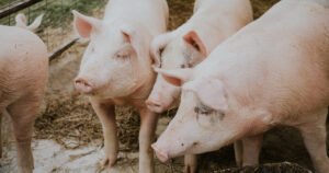 Registrovano 19 imanja sa otkrivenim virusom afričke svinjske kuge