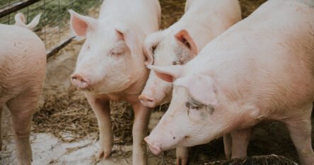Afrička svinjska kuga izaziva ozbiljne štete i ekonomske posljedice u BiH