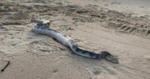 Ogromna zmija isplivala na plažu, stručnjaci upozoravaju: Ima veoma otrovan ugriz