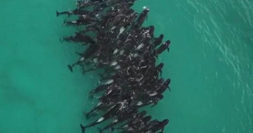 Veliki broj delfina se nasukao na obalu, više od 50 ih je uginulo