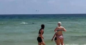 Kao u filmu “Ralje”: Ajkula pliva prema obali, kupači bježe u paničnom strahu
