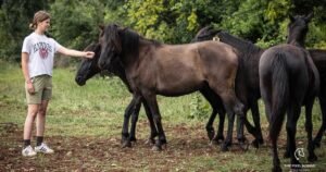 Ergela kod Stoca: U cijelom svijetu ima samo 350 bosanskih brdskih konja