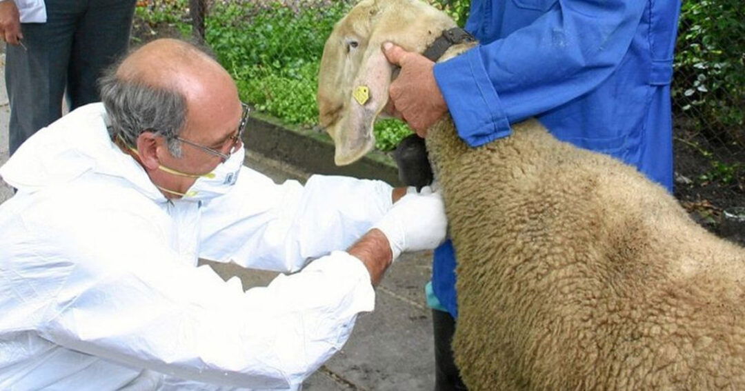 bruceloza veterinar