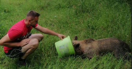 Bila u upucana: Ovo je medvjedica koja je spašena kod Jajca, pogledajte je sad