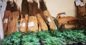 Policija mu u kući pronašla devet stabljika marihuane