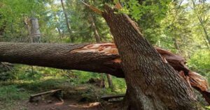 U naletu oluje stradalo jedno od najvećih i najljepših stabala u Bosni i Hercegovini