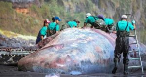 Patolog u uginulom kitu pronašao 500.000 eura “plutajućeg zlata”