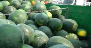 Prinosi lubenice prepolovljeni, cijena viša nego prošle godine