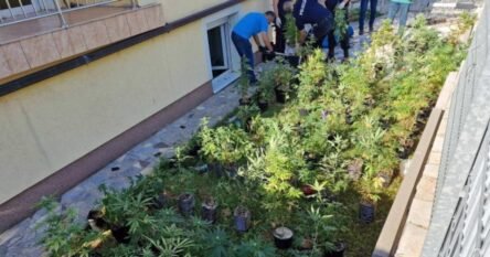 Akcija u Mostaru, u kući pronađena veća količina marihuane