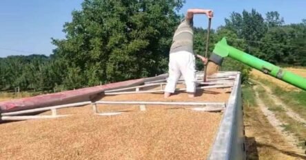 Marinković: Proizvođači pšenice ne mogu biti zadovoljni ni prinosom, ni cijenom, ni kvalitetom