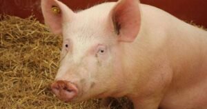 Ekspertni tim WOAH, FAO i Evropske komisije dolazi u BiH zbog afričke svinjske kuge