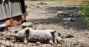 Eutanizirano 21.000 svinja, šteta je oko sedam miliona KM