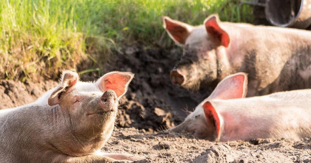 Kina zabranila uvoz svinja iz BiH i Hrvatske
