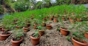 Velika zapljena u BiH: Pronađena plantaža i oduzeto 172 kilograma marihuane