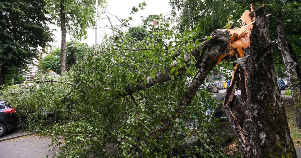 Zagreb: Olujni vjetar srušio stablo na cestu, tri automobila oštećena