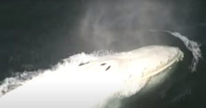 Snimljen rijedak kit, tek četvrti koji viđen ikada