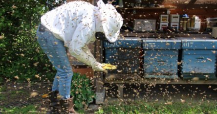 Pčelarstvo u problemima zbog klimatskih promjena: “Godina nije obećavajuća”