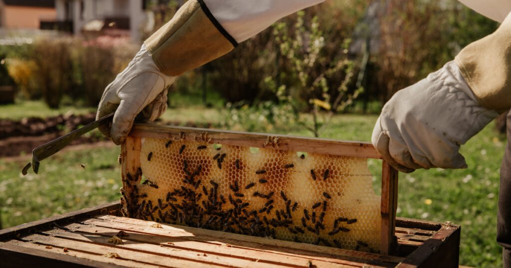 Pčelari u FBiH od novog zakona očekuju rješenje na dobrobit pčela i pčelara