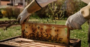 Pčelari u FBiH od novog zakona očekuju rješenje na dobrobit pčela i pčelara
