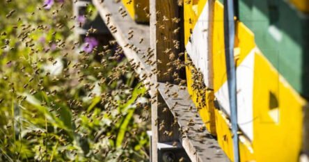 Pet miliona pčela ispalo s kamiona, vozač uboden više od 100 puta