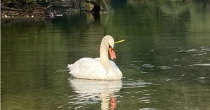 Na Vrelu Bosne labuda strelicom pogodili u glavu