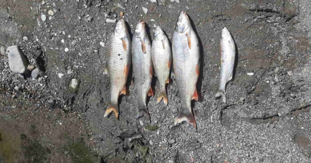 pomor ribe rijeka bosna