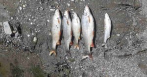 Pomor ribe u rijeci Bosni kod Vranduka, policija izvršila uviđaj