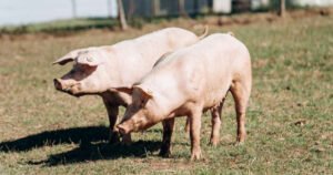 Na području Brčko distrikta do danas eutanazirano šest hiljada svinja
