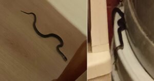 U kući otkrili leglo zmija: “Nalazimo ih u svim prostorijama, ne znamo gdje je žarište”