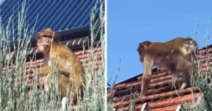 Na krovu kuće u Beogradu snimljen majmun