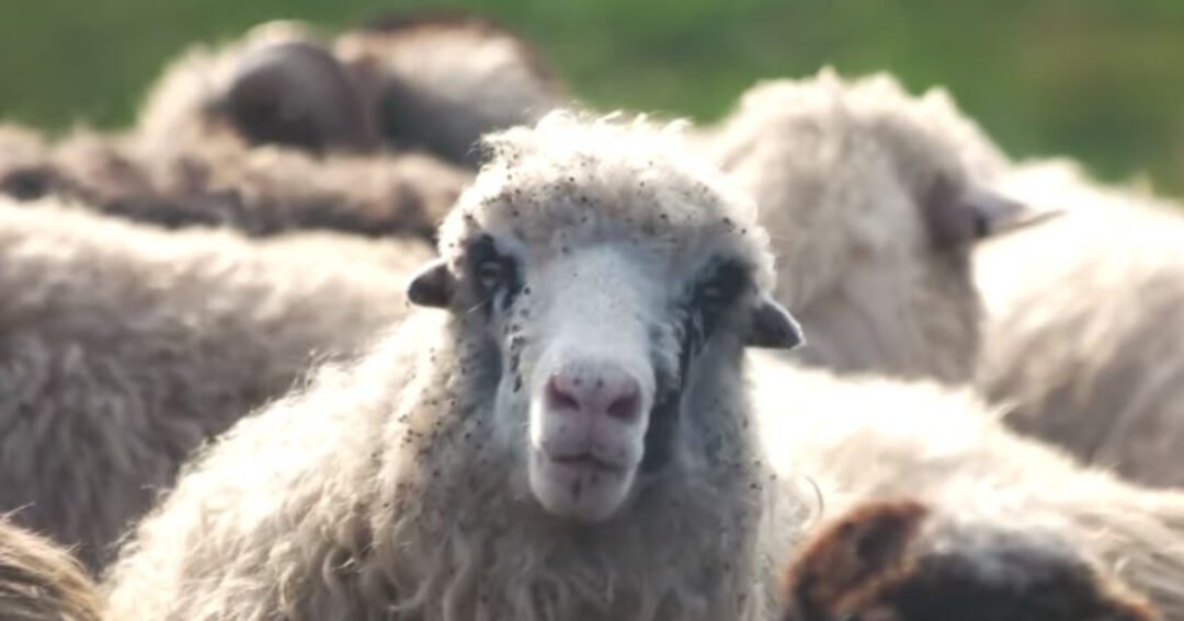 ovce kanabis