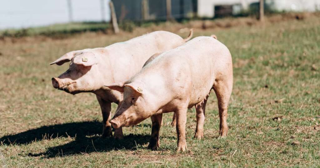 Afrička svinjska kuga stigla u ZDK, potvrđen prvi slučaj