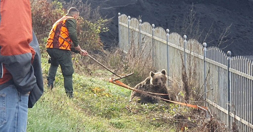 U mjestu Barice povrijeđen medvjed, ostao je bez noge. U toku akcija spašavanja