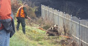 U mjestu Barice povrijeđen medvjed, ostao je bez noge. U toku akcija spašavanja