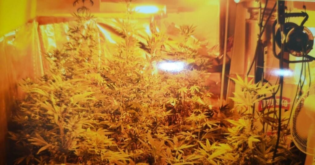 U stanu pronađena laboratorija za uzgoj marihuane, uhapšena jedna osoba