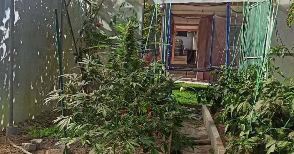 U pretresu otkrivena kućna laboratorija za uzgoj marihuane