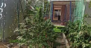 Ovako izgleda laboratorija za uzgoj marihuane koju je otkrila policija