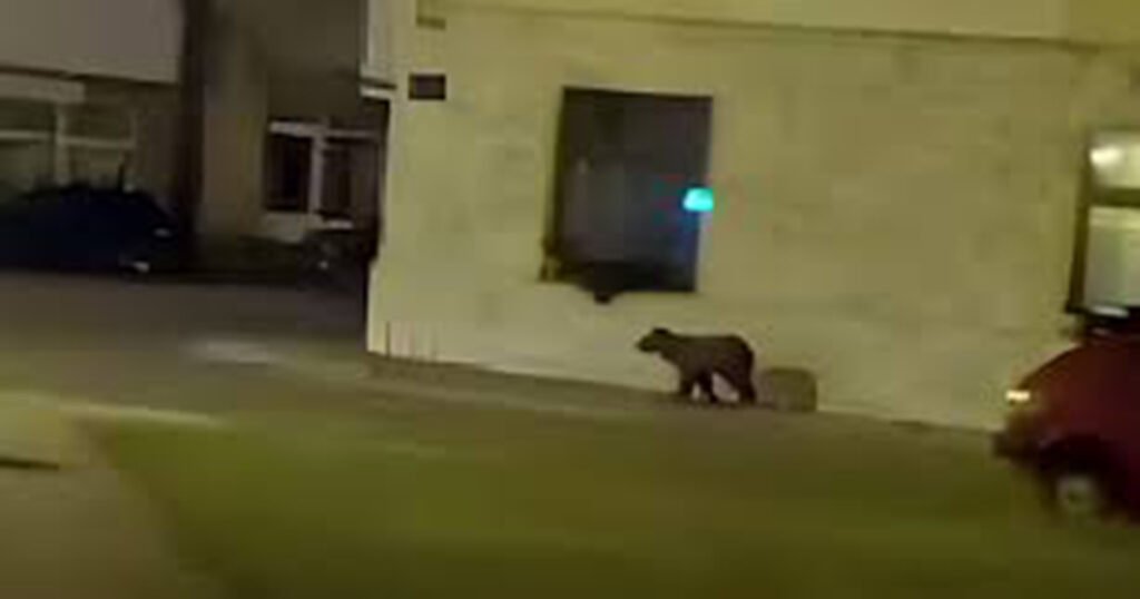 Samo u BiH: Medvjede hranom privlače u grad kako bi ih snimali