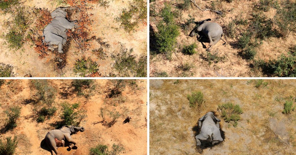 Pomrli u kratkom periodu: Otkriven uzrok misterioznog pomora slonova u Africi