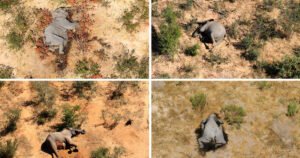 Pomrli u kratkom periodu: Otkriven uzrok misterioznog pomora slonova u Africi