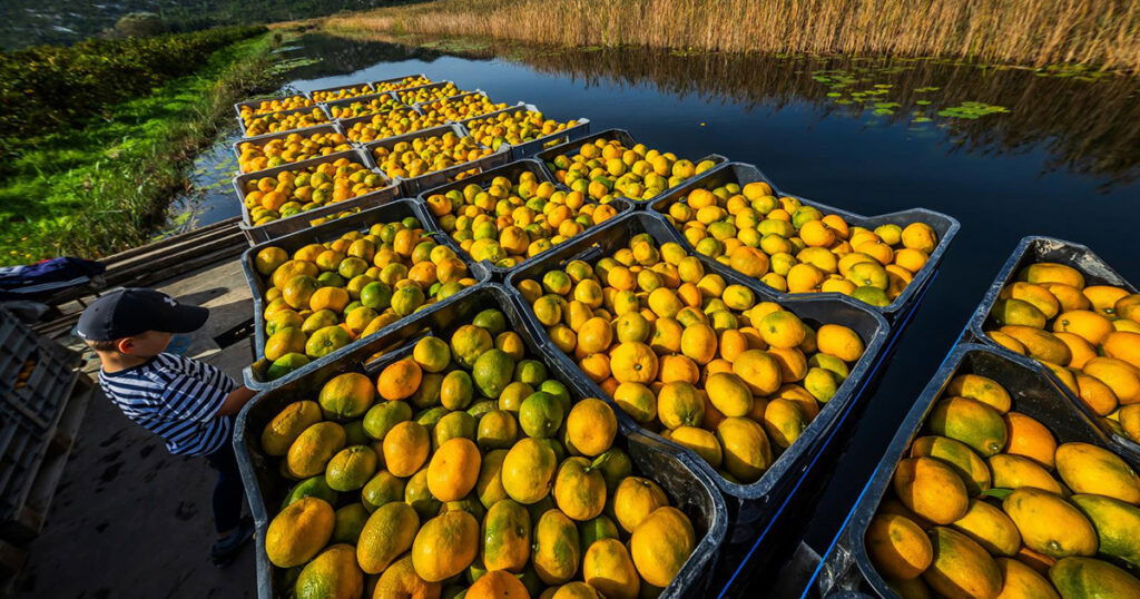 Berba mandarina u dolini Neretve: Urod je rekordan, ali proizvođače muči niska cijena