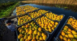 Zabranjen uvoz mandarina iz Hrvatske, naveden i razlog!