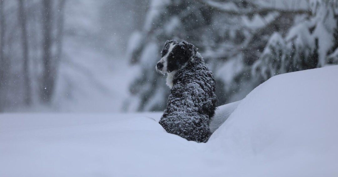 Četveronožni ljubimac samo promatra snijeg pas